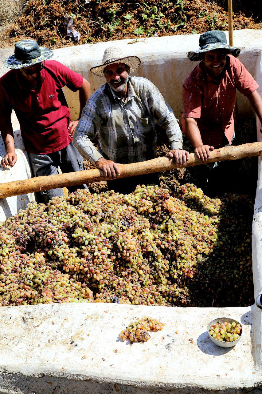 مراحل تولید شیره انگور در روستای بهارستان بخش روداب سبزوار