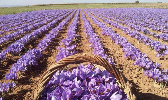 پیش بینی برداشت ۶ هزار کیلوگرم زعفران از مزارع سبزوار