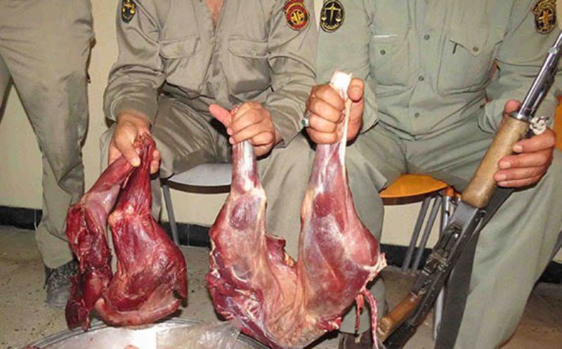 شکارچیان سابقه دار در جغتای دستگیر شدند
