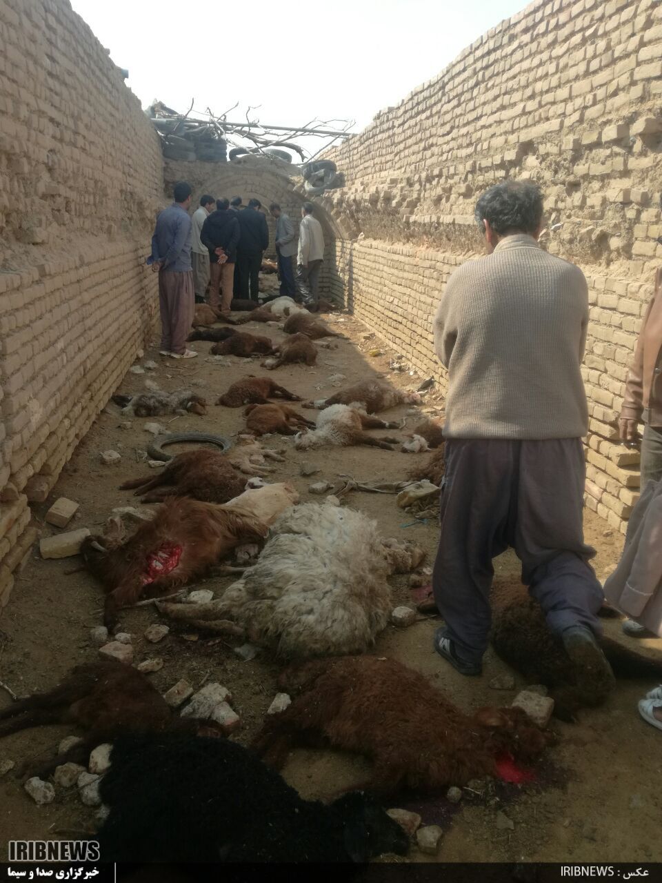 تلف شدن ۶۱ راس گوسفند در روستای دارین روداب
