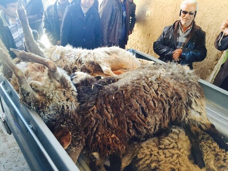 ۲۰ رأس گوسفند در جغتای بر اثر مسمومیت تلف شدند
