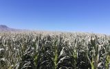 سرمای پاییزه ۱۴۰ میلیارد ریال به مزارع علوفه جغتای خسارت زد