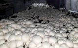 ۲۵۰ تن قارچ خوراکی در سبزوار تولید شد