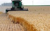 ۱۲ هزار تن گندم در سبزوار تولید شد